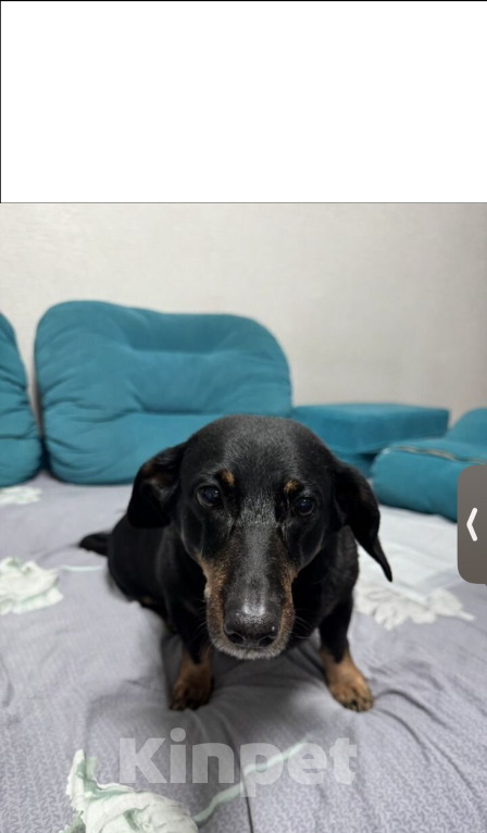 Собаки в Омске: Отдам девочку таксу Девочка, 2 000 руб. - фото 1