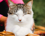 Кошки в Москве: Ося. Самая уютная кошка в мире Девочка, 1 руб. - фото 3