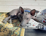 Собаки в Москве: Щенок ксолоитцкуинтли Мальчик, 60 000 руб. - фото 2