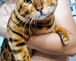 Кошки в Буденновске: Вязка, 3 000 руб. - фото 3