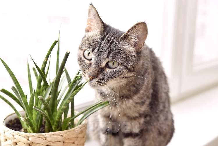 Кошки в Москве: Ручной котопёс Ириска в добрые руки Девочка, 1 руб. - фото 3