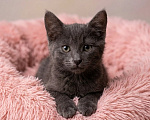 Кошки в Москве: Котёнок девочка 3 месяца Девочка, Бесплатно - фото 2