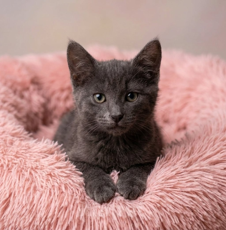 Кошки в Москве: Котёнок девочка 3 месяца Девочка, Бесплатно - фото 2