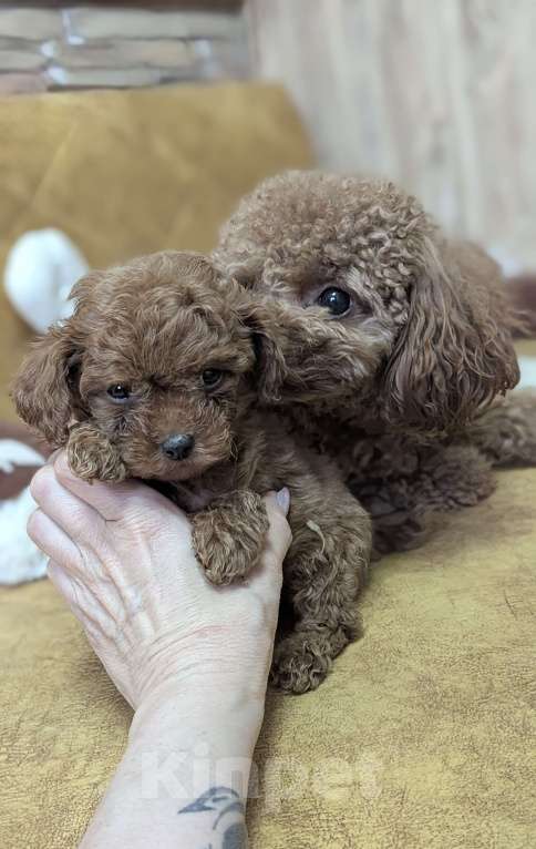 Собаки в Москве: Тойпудель Мальчик, 100 000 руб. - фото 1