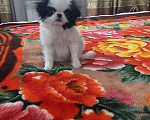 Собаки в Санкт-Петербурге: Апонский хин Мальчик, Бесплатно - фото 2