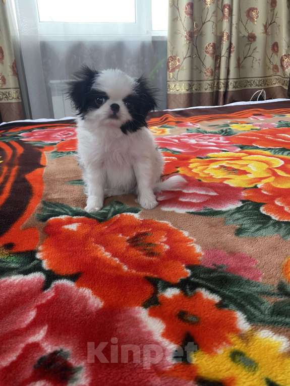 Собаки в Санкт-Петербурге: Апонский хин Мальчик, Бесплатно - фото 2