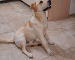 Собаки в Домодедово: Лабрадор кабель для вязки Мальчик, 10 000 руб. - фото 6