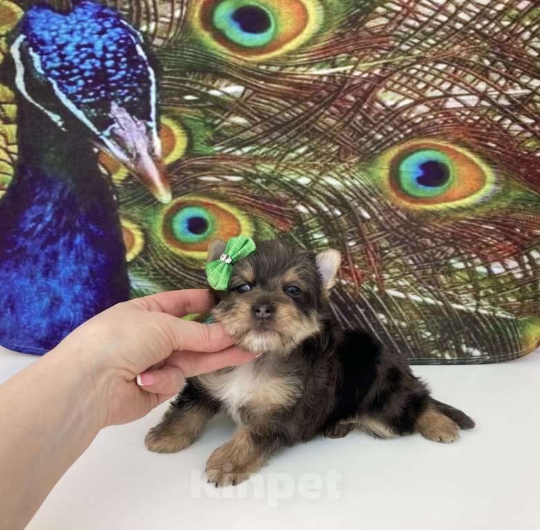 Собаки в Москве: Мраморный йорк крупный мальчик голубоглазый Мальчик, 60 000 руб. - фото 10