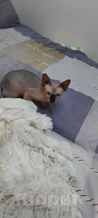 Кошки в Краснодаре: Конадский свинкс лысая кошечка Девочка, 10 000 руб. - фото 2