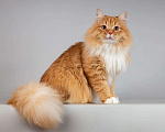 Кошки в Москве: Рыжий котик Пушкин ищет семью. Мальчик, Бесплатно - фото 2