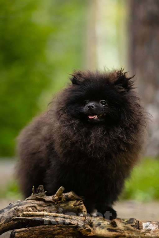 Собаки в Новосибирске: Померанский шпиц Мальчик, 45 000 руб. - фото 2