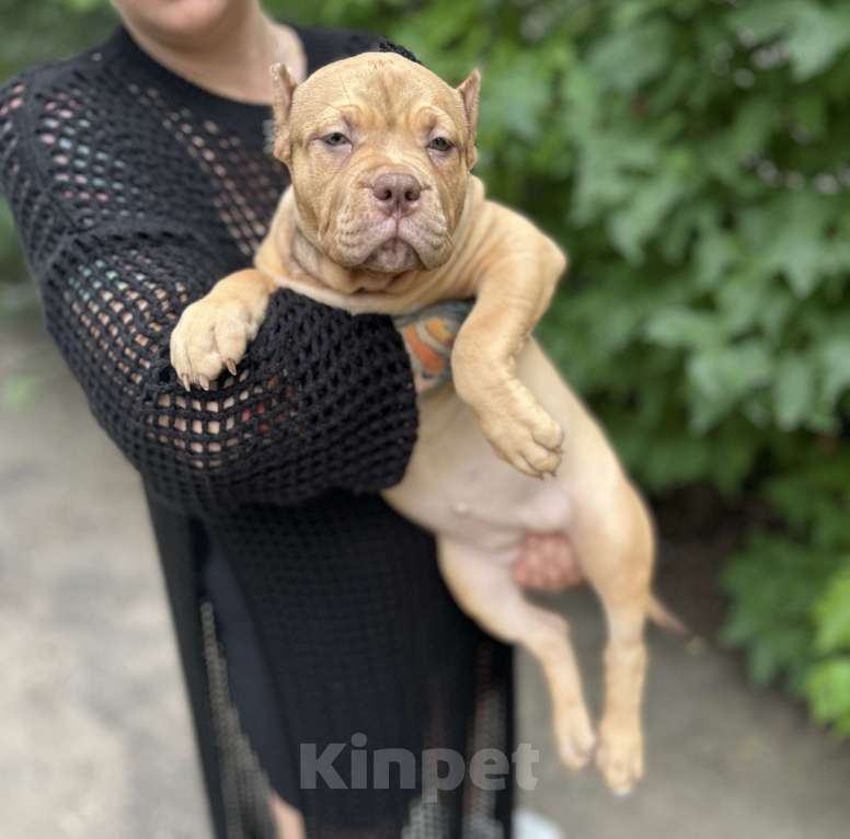 Собаки в Воронеже: Девочка  Девочка, 70 000 руб. - фото 4