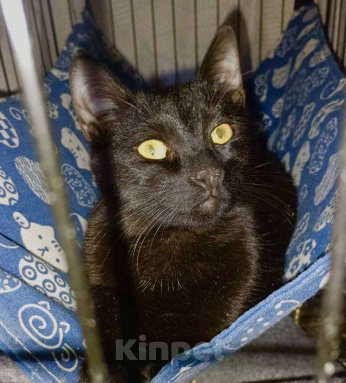 Кошки в Москве: Котенок Бусик Мальчик, Бесплатно - фото 3