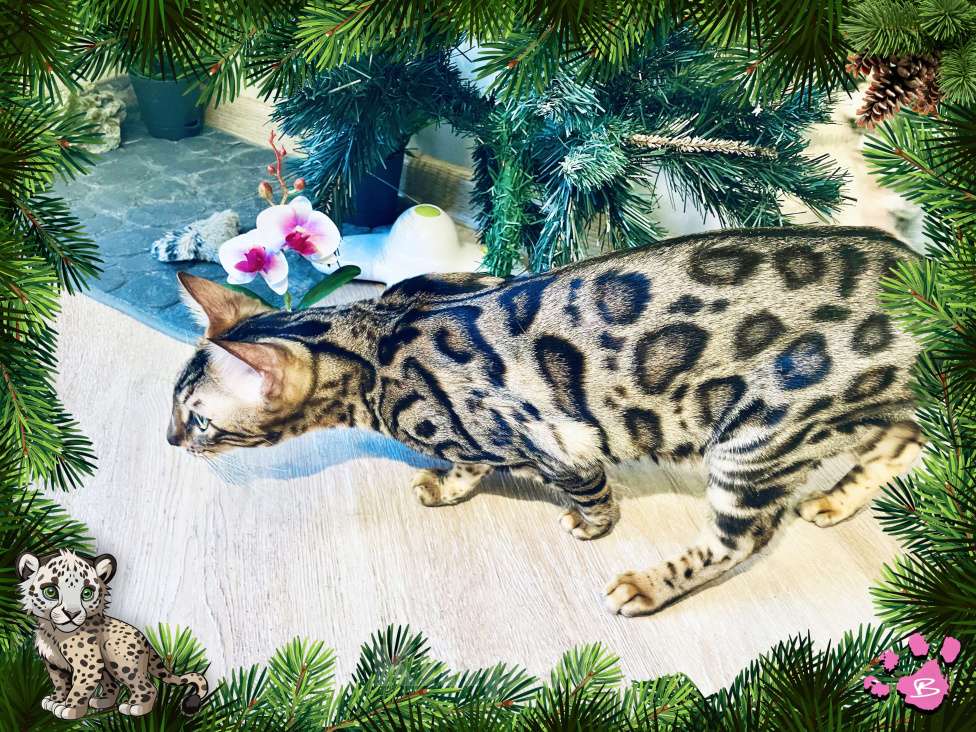 Кошки в Новосибирске: Клубная бенгальская кошечка Девочка, 15 000 руб. - фото 7