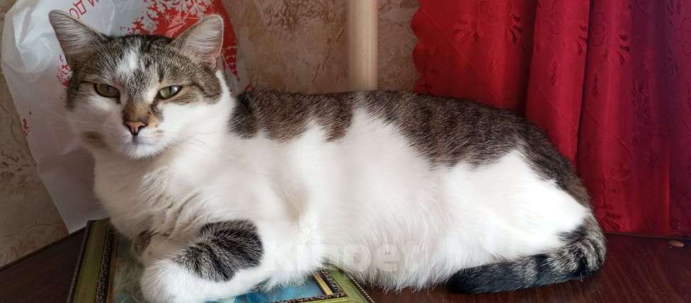 Кошки в Москве: метис британца красивый кот ищет дом Мальчик, Бесплатно - фото 2