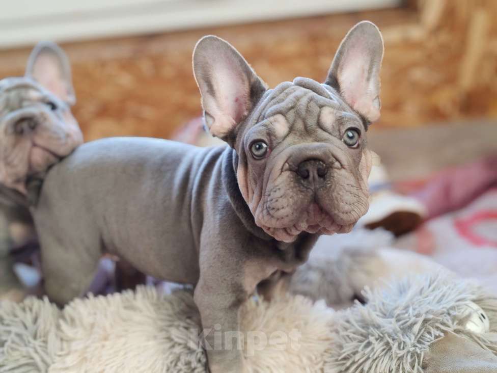 Собаки в Санкт-Петербурге: Шикарный щенки французский бульдог Мальчик, 70 000 руб. - фото 4