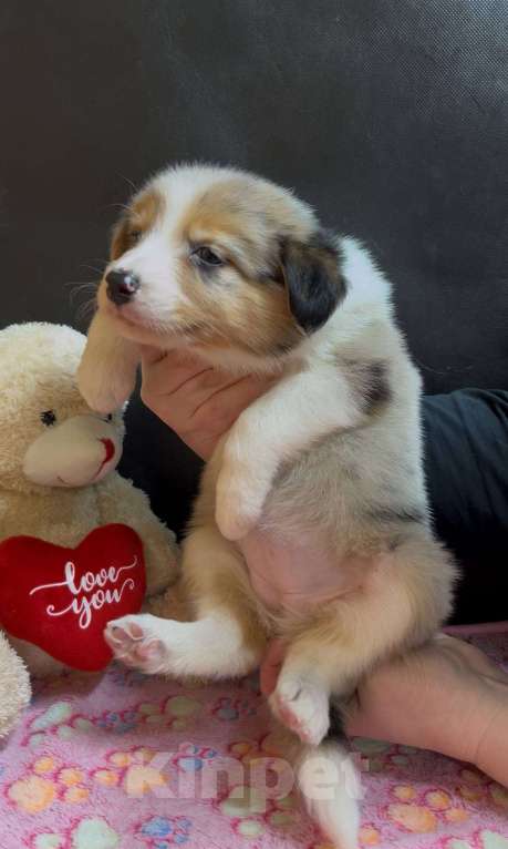 Собаки в других городах Московской области: Бордер колли мраморные малыши Девочка, 90 000 руб. - фото 6