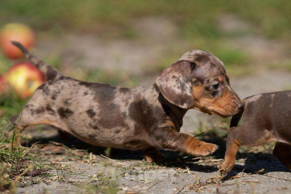 Собаки в Москве: Мальчик кофейно-мраморного окраса Мальчик, 120 000 руб. - фото 3