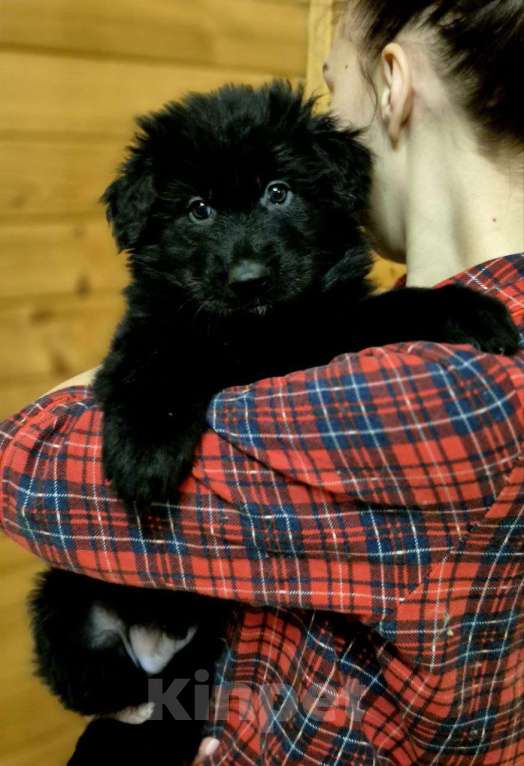 Собаки в других городах Московской области: Немецкая овчарка длинношёрстная Мальчик, 60 000 руб. - фото 10