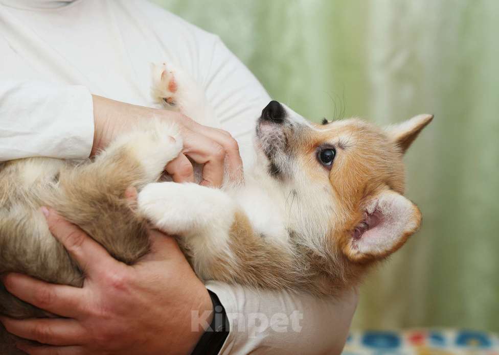 Собаки в Москве: Очень перспективная девочка вельш корги пемброк Девочка, 90 000 руб. - фото 4