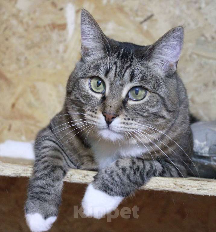 Кошки в Москве: С рождения в клетке  Девочка, Бесплатно - фото 3