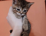 Кошки в Бронницах: Котята в добрые заботливые руки. Мальчик, Бесплатно - фото 6
