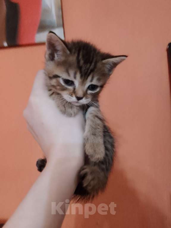 Кошки в Бронницах: Котята в добрые заботливые руки. Мальчик, Бесплатно - фото 6