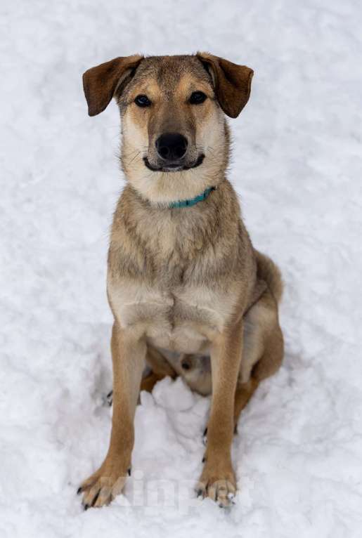 Собаки в Москве: Марсель в поиске надёжного дома Мальчик, Бесплатно - фото 3