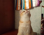 Кошки в Москве: Шотландский котенок скоттиш-страйт Мальчик, 20 000 руб. - фото 2