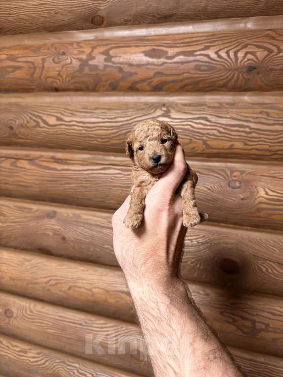 Собаки в Краснодаре: Той пудель щенок Девочка, 65 000 руб. - фото 2