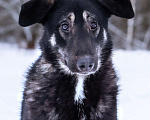 Собаки в Солнечногорске: Милый ушастик в добрые руки Мальчик, Бесплатно - фото 7