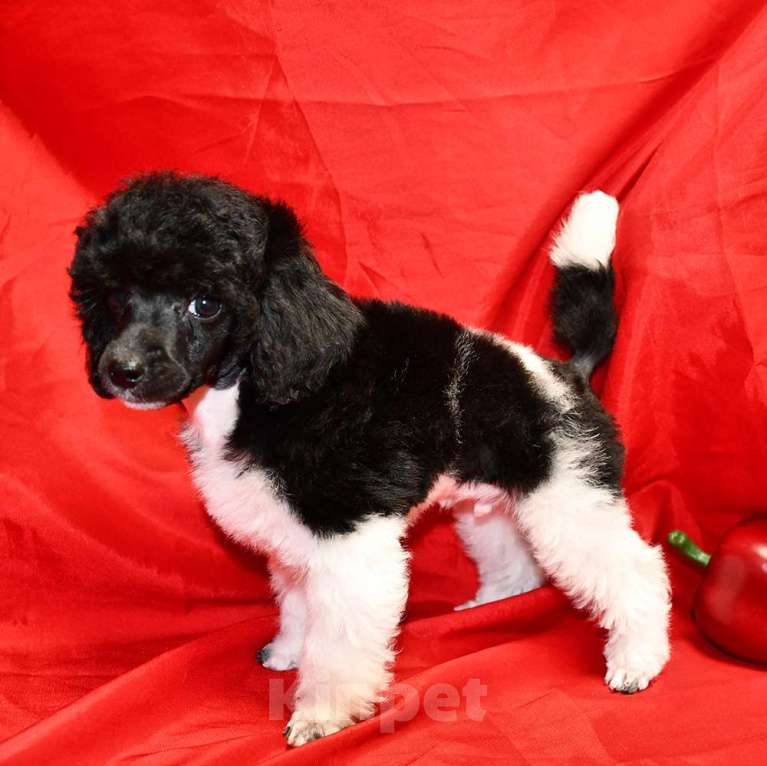 Собаки в Долгопрудном: Той пуделя щенок арлекин ДЖЕНТЛИ БОРН ЧИЖИК Мальчик, 120 000 руб. - фото 1