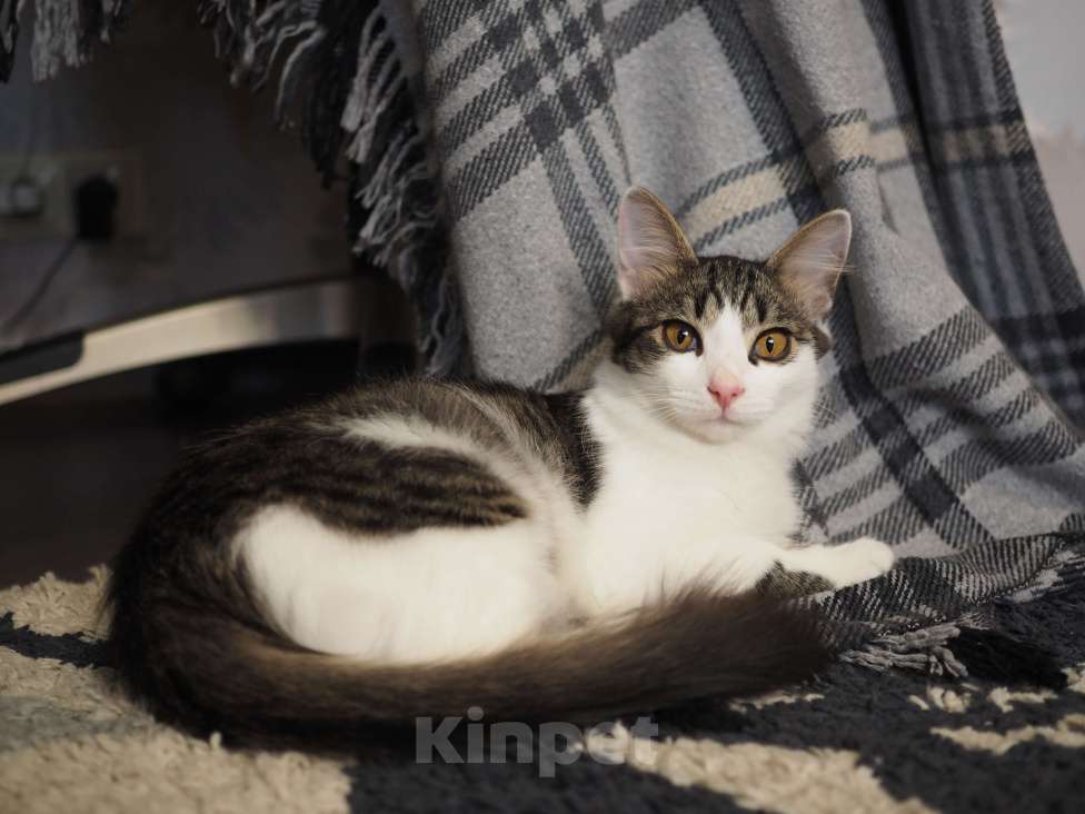 Кошки в Москве: Котенок Луис ищет дом Мальчик, Бесплатно - фото 6