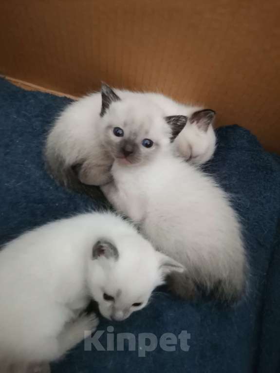 Кошки в Санкт-Петербурге: Тайские котята спб Мальчик, 4 000 руб. - фото 3