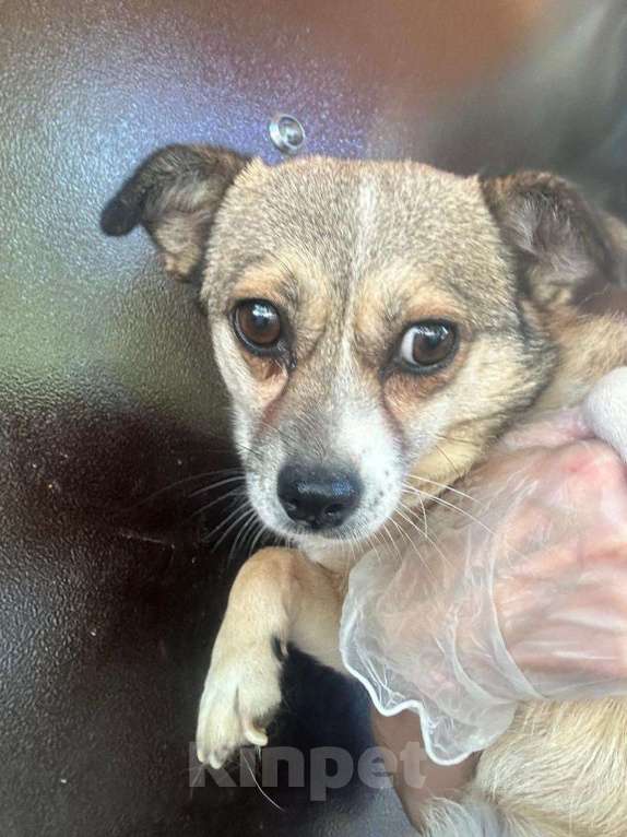 Собаки в Санкт-Петербурге: Малюсенькая диванная собачка ищет дом Девочка, Бесплатно - фото 5