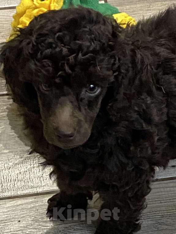 Собаки в Москве: Щенки пуделя Девочка, 100 000 руб. - фото 4