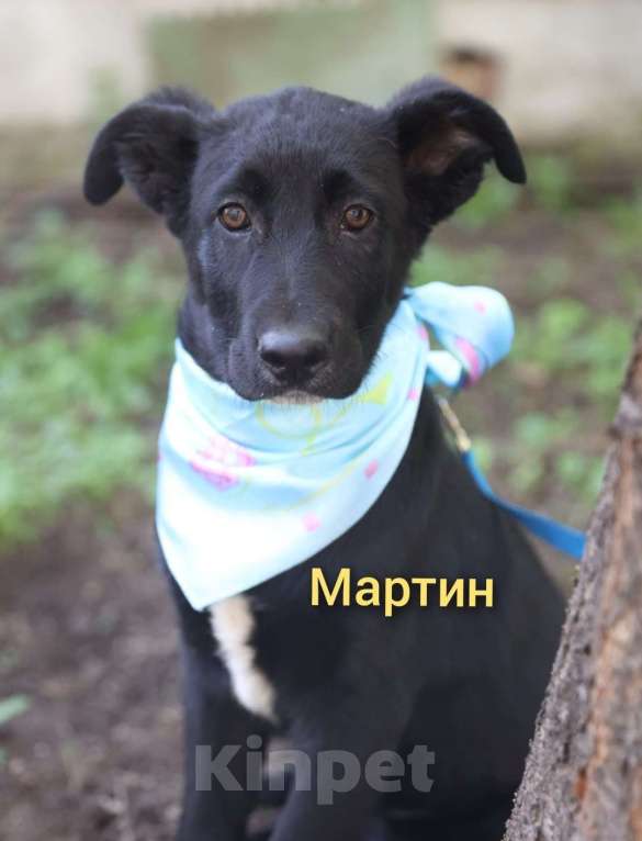 Собаки в Москве: Щенки метисы лабрадора и овчарки в добрые руки Девочка, Бесплатно - фото 9