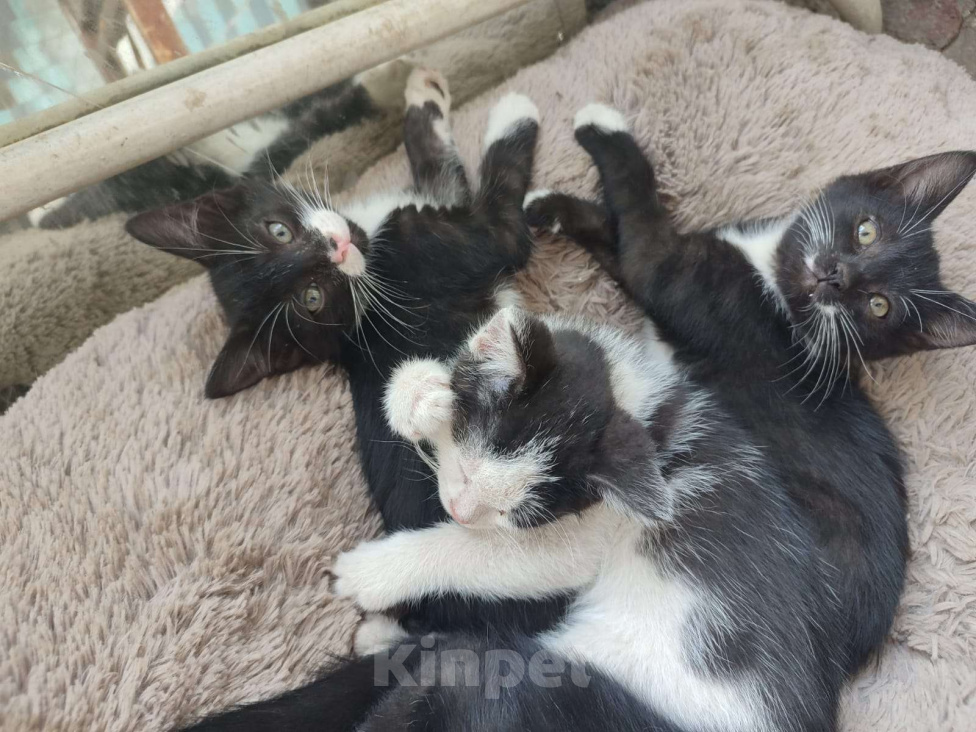 Кошки в Москве: Чери Девочка, Бесплатно - фото 3