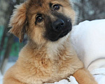 Собаки в Раменском: Пушистая красавица Селестия (Леся) Девочка, 500 руб. - фото 1