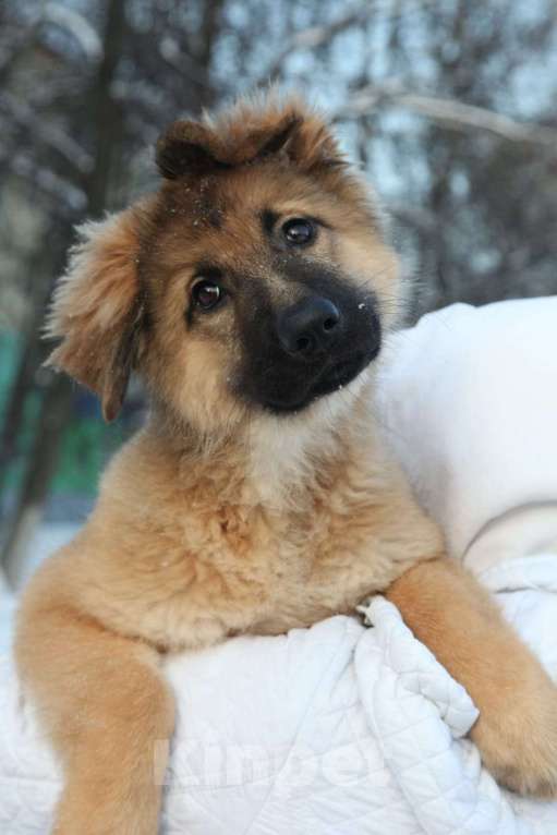 Собаки в Раменском: Пушистая красавица Селестия (Леся) Девочка, 500 руб. - фото 1