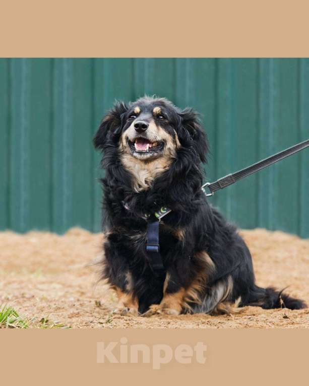 Собаки в других городах Московской области: Добрейший маленький Харви ищет дом Мальчик, Бесплатно - фото 3