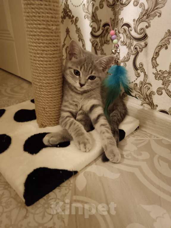 Кошки в Серпухове: Шотланская прямоухая Девочка, Бесплатно - фото 7