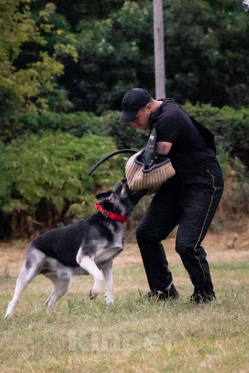 Собаки в других городах Краснодарского края: Щенки Восточноевропейской овчарки  Мальчик, 60 000 руб. - фото 9