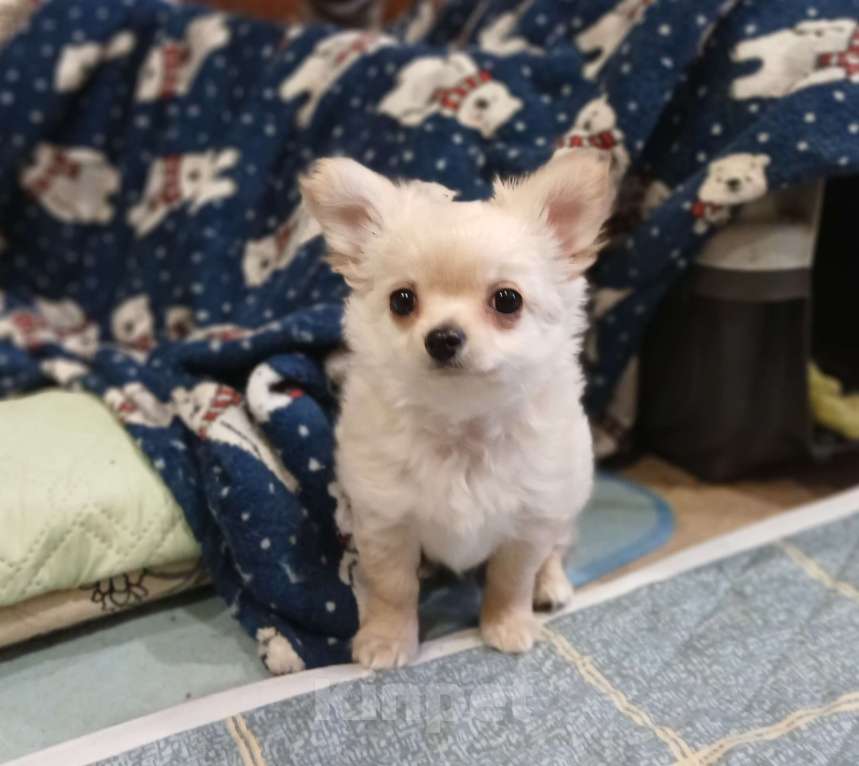 Собаки в Мурманске: Чихуахуа,  мальчиш Мальчик, 30 000 руб. - фото 2