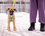 Собаки в Москве: Маленькое счастье - щенок Тишка ищет дом! Девочка, Бесплатно - фото 7