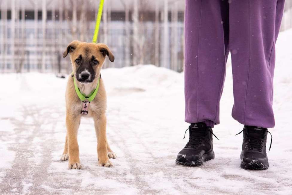 Собаки в Москве: Маленькое счастье - щенок Тишка ищет дом! Девочка, Бесплатно - фото 7