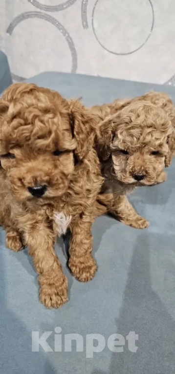 Собаки в Перми: Щенки Той Пуделя! Мальчик, 85 000 руб. - фото 1