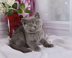 Кошки в Мурином: Британский котик голубого окраса (генетически тиккирован) Мальчик, 30 000 руб. - фото 2