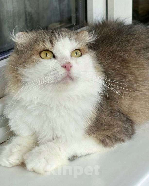 Кошки в Москве: Вислоухая кошечка Светик ищет дом Девочка, Бесплатно - фото 2