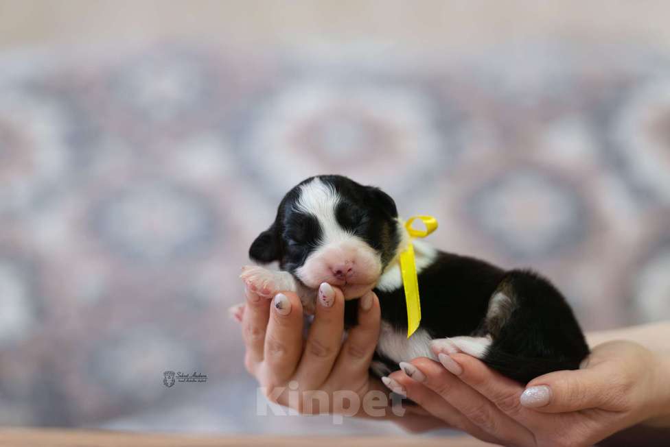 Собаки в Москве: Австралийская овчарка, щенок аусси Мальчик, Бесплатно - фото 1